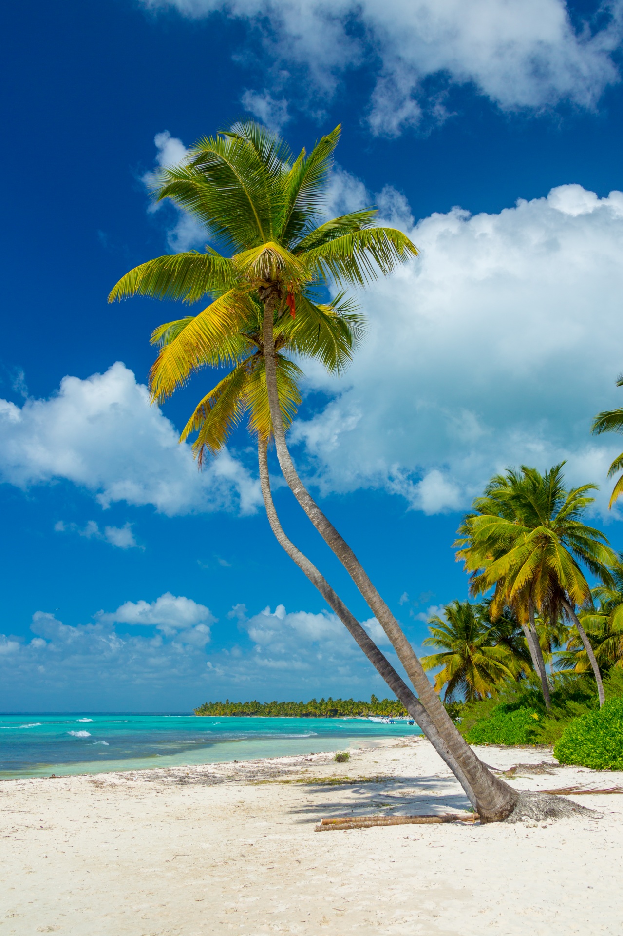 blue sky caribbean coconut free photo