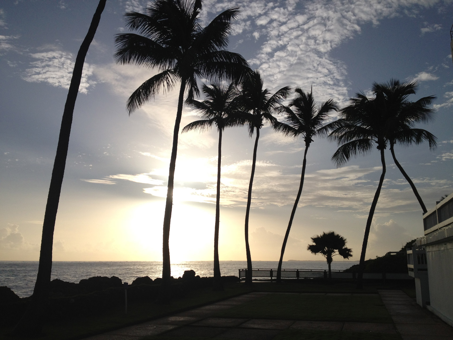 palms palm tree sunrise free photo