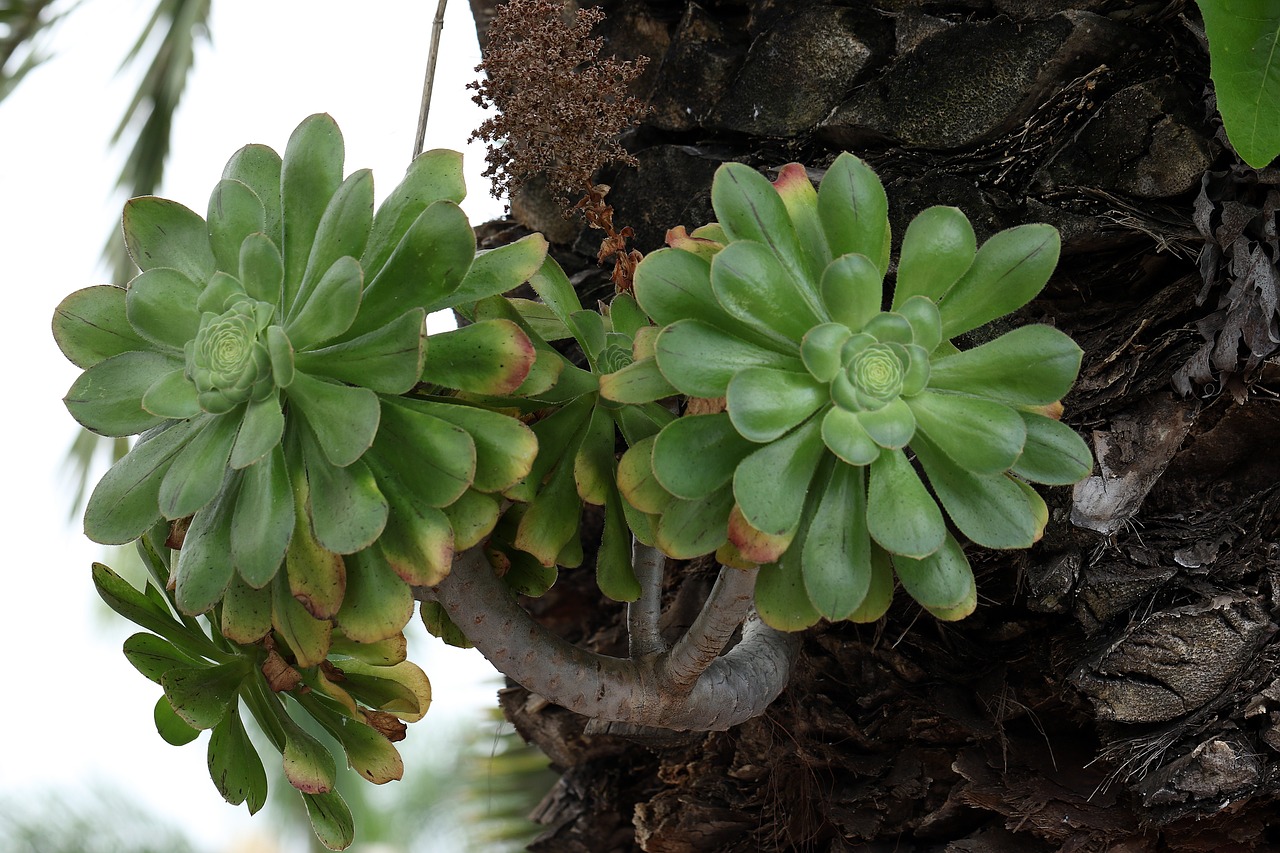 tropical plant the parasite on the stump free photo