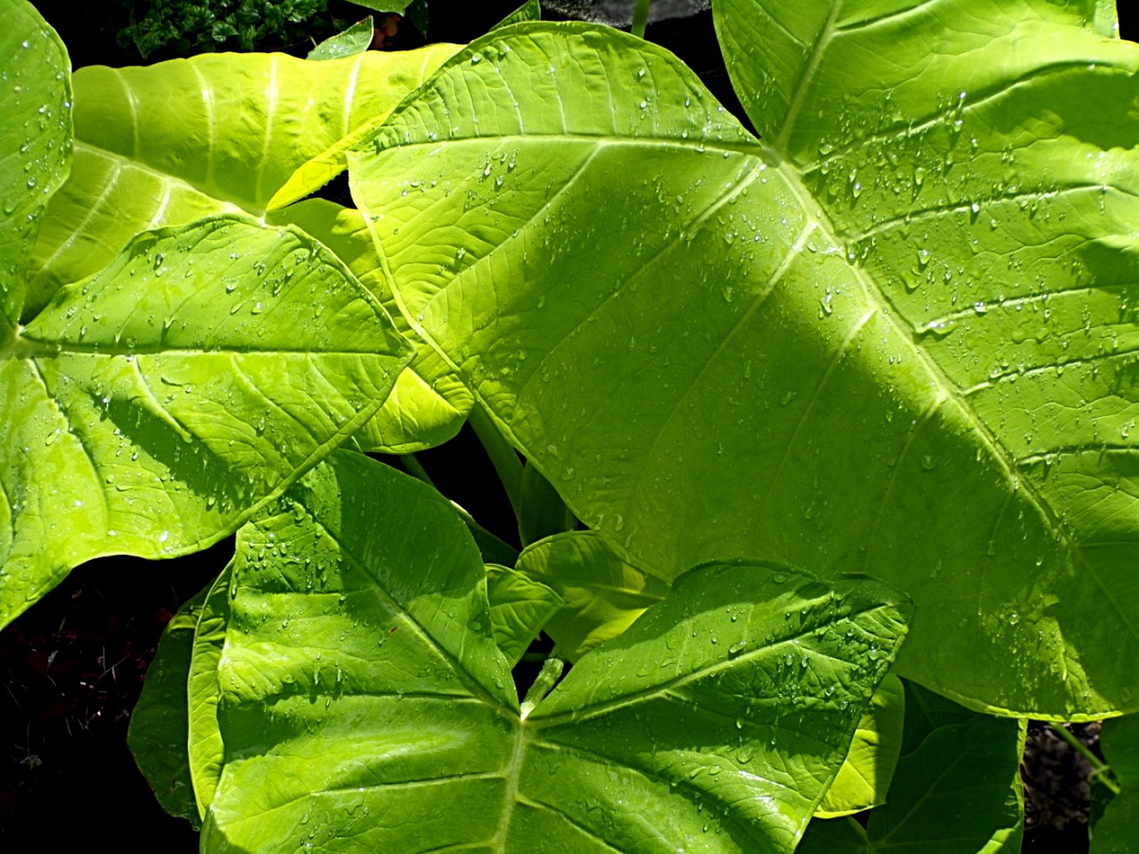 tropical plant leaf green free photo