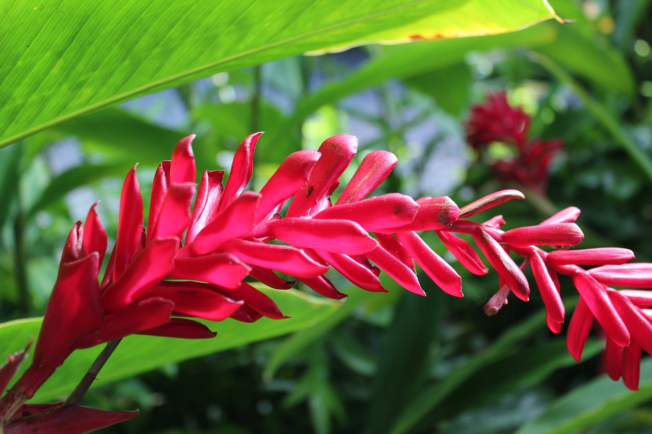 tropical plant  greenery  floral free photo