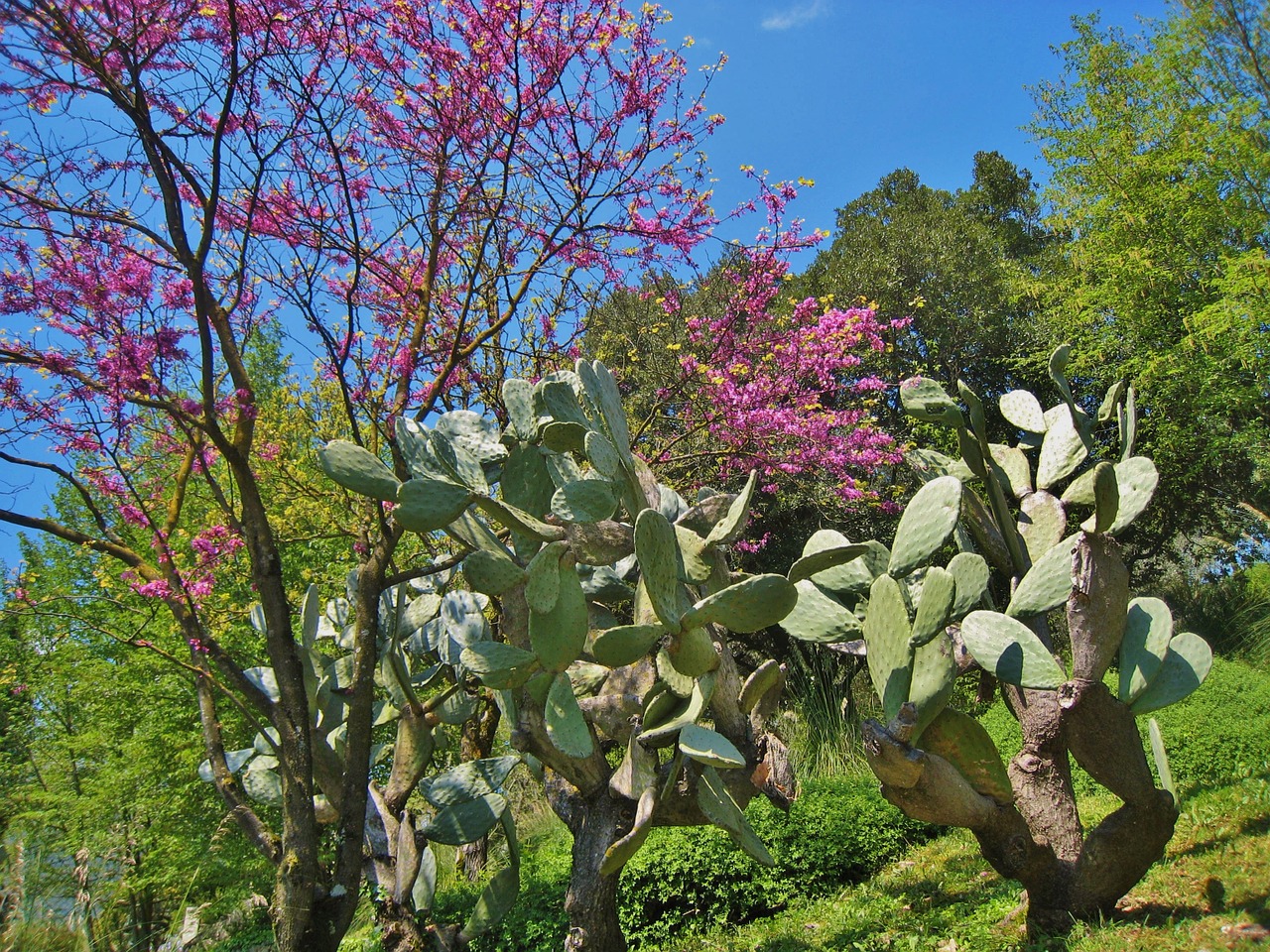 tropical plants ear cactus pflanzenmix free photo