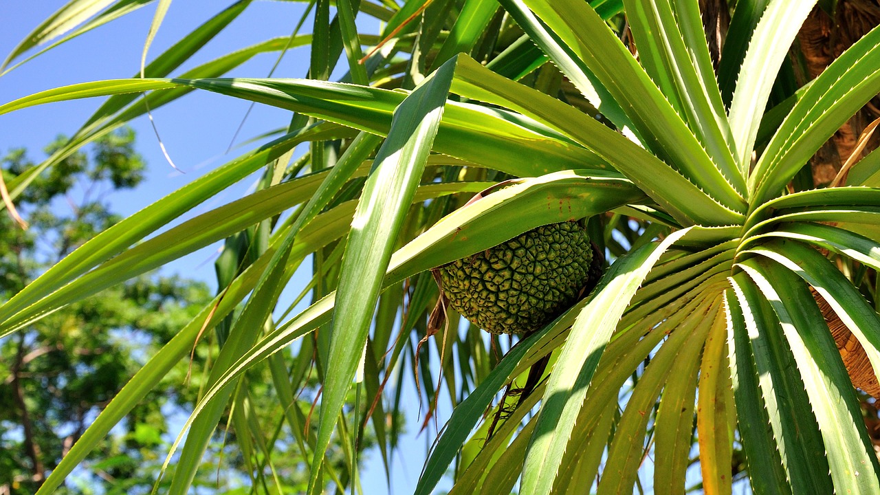 tropical plants pineapple blue sky free photo