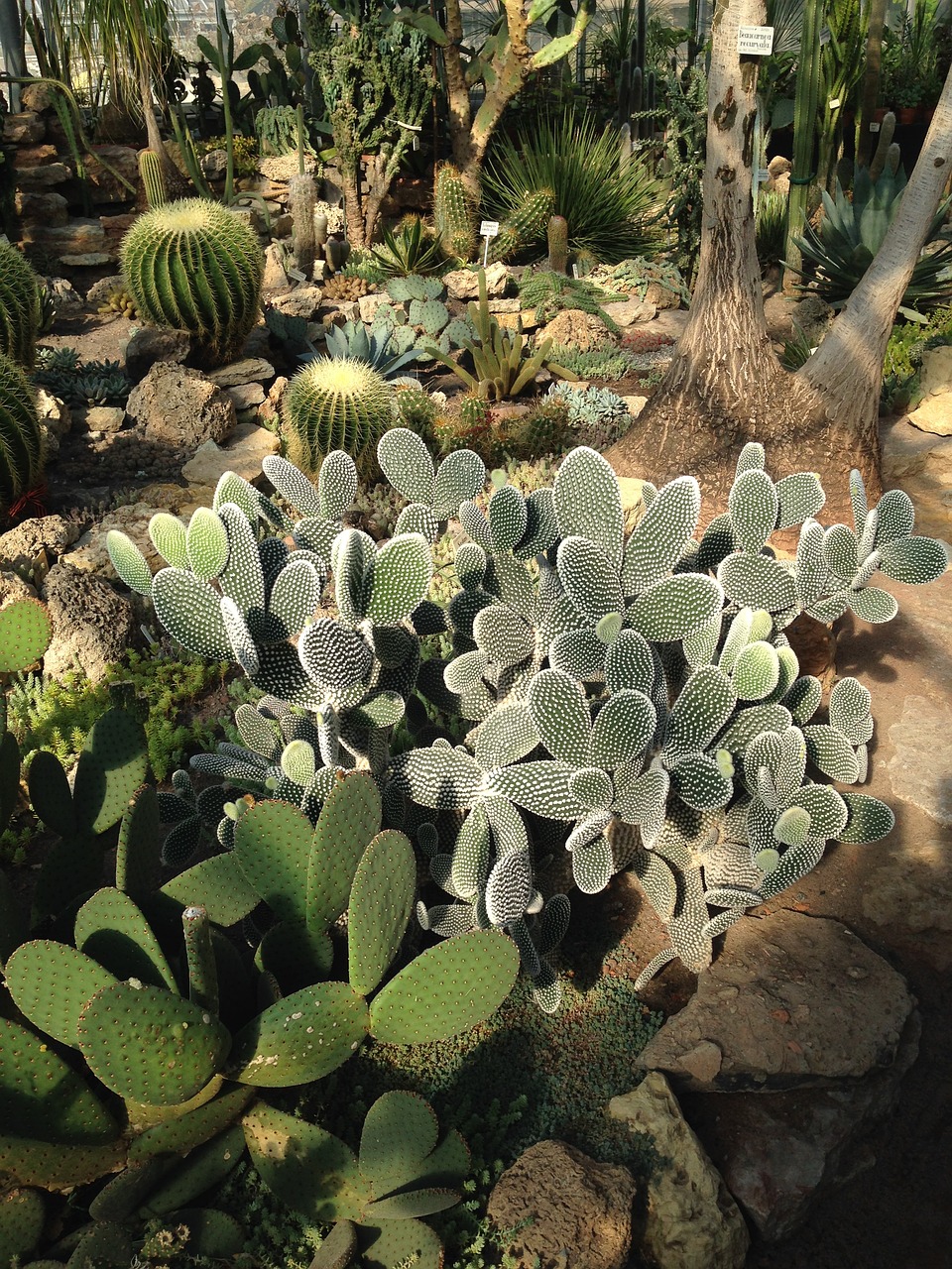 tropical plants cactus botanical garden free photo