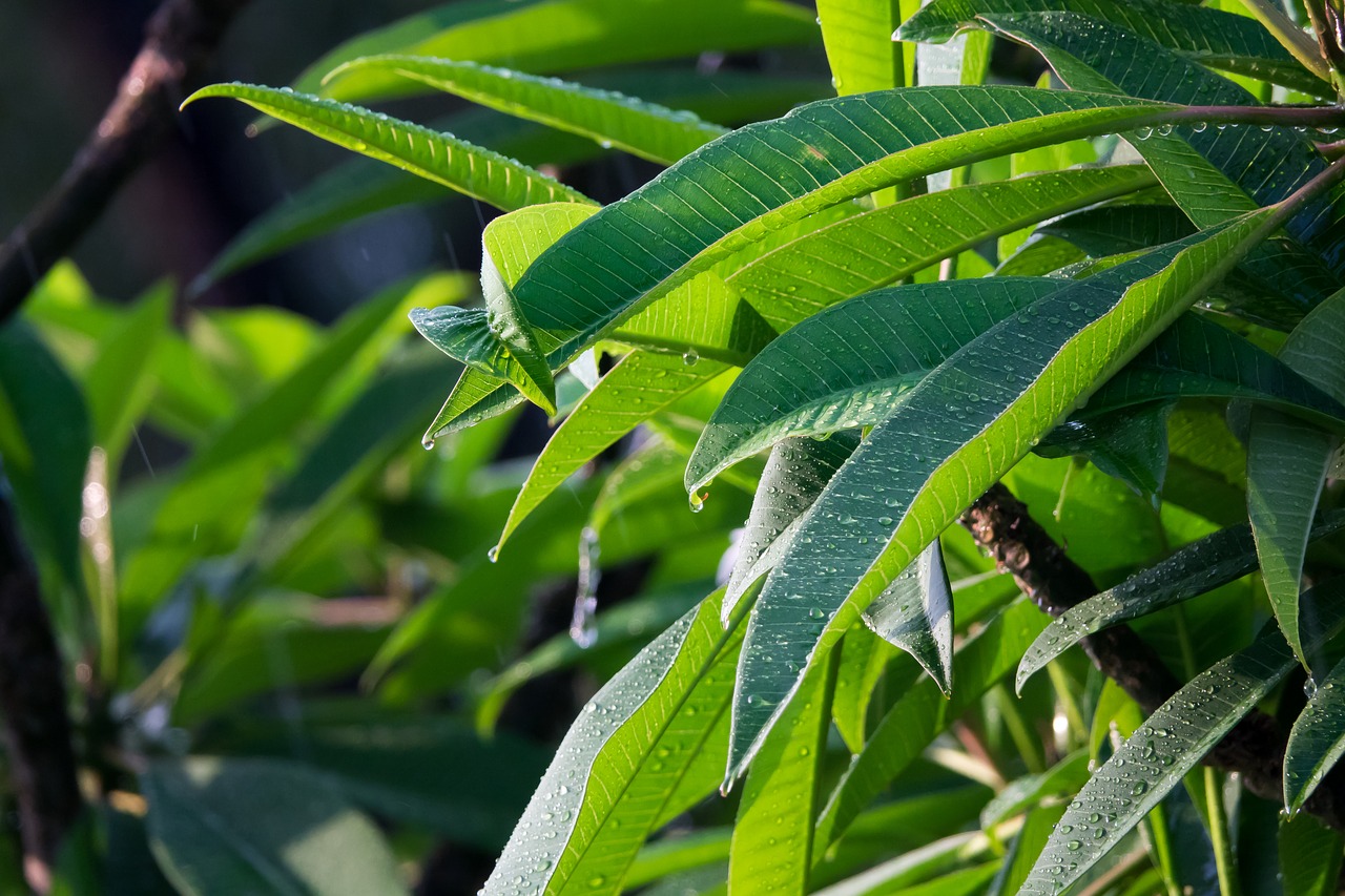 tropical rain frangipani tree green leaf free photo