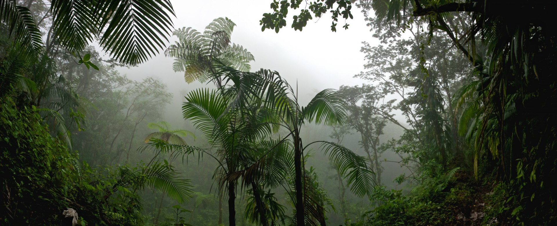 fern fog forest free photo