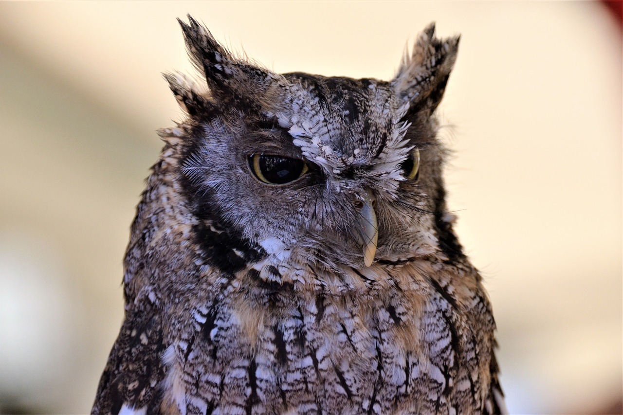tropical screech owl owl raptor free photo