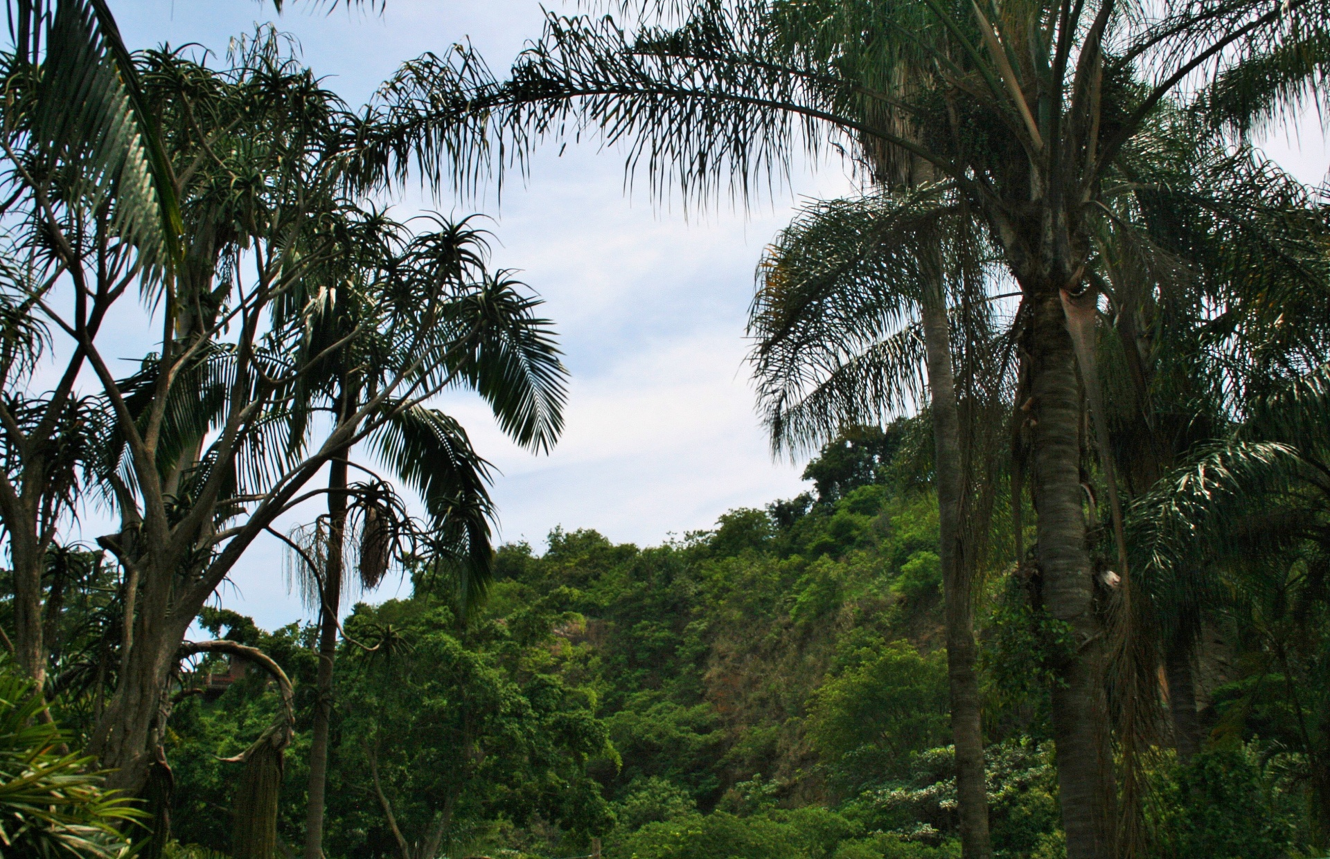 palms trees foliage free photo