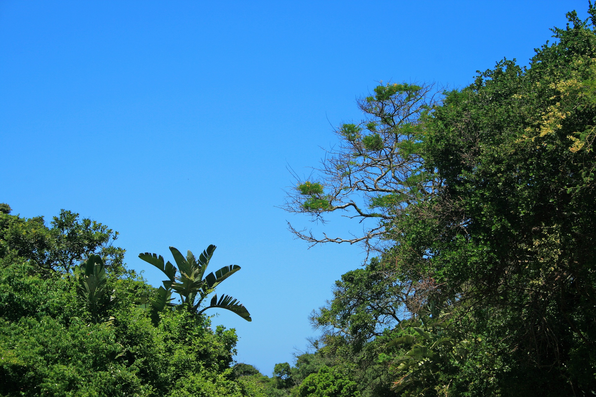 trees plants tropical free photo