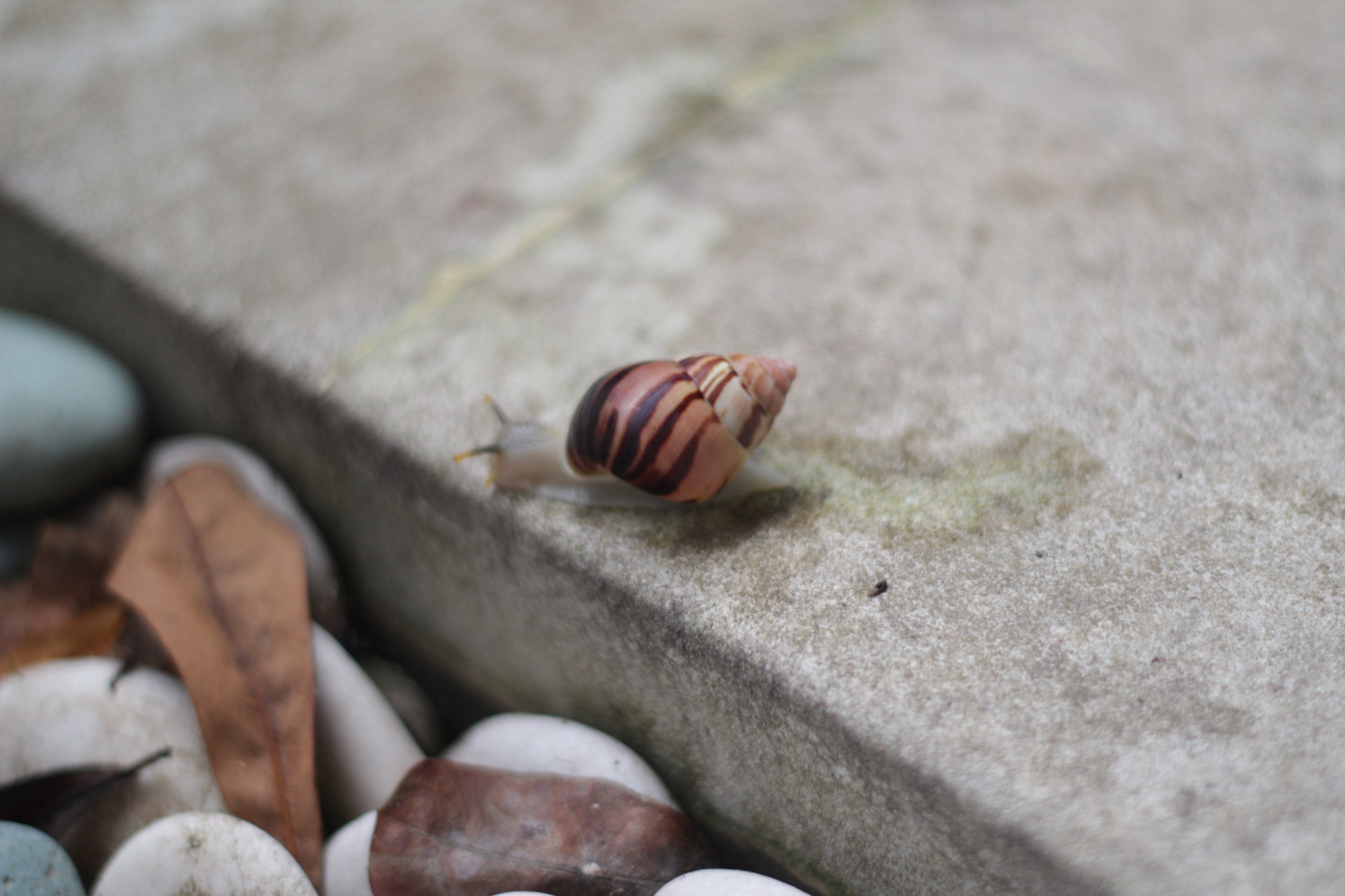 snail mollusk tropical free photo