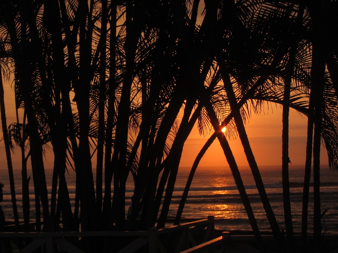 tropical sunset water palms free photo