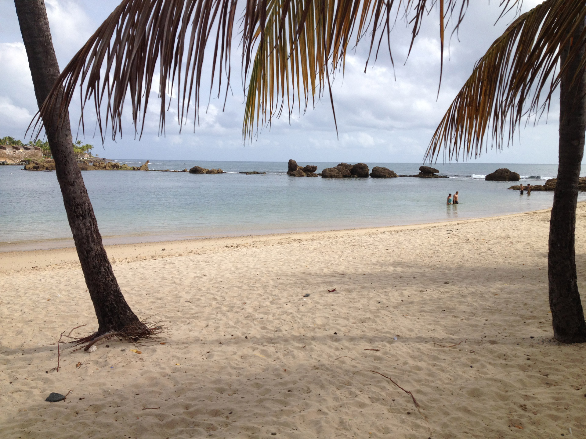 palm trees beach tropical free photo