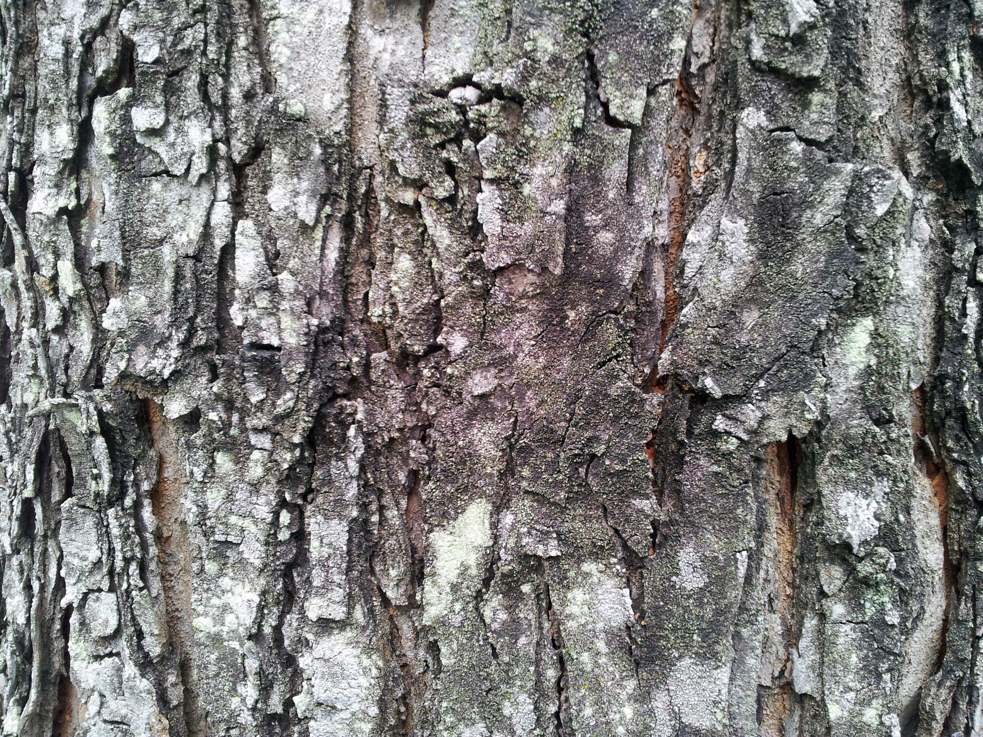 tropical tree bark free photo