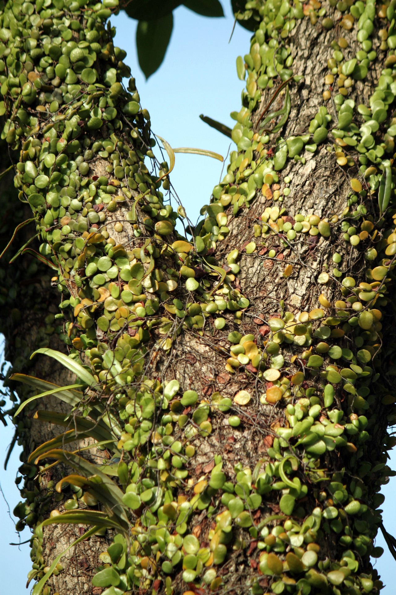 tropical tree branches vine dependency free photo