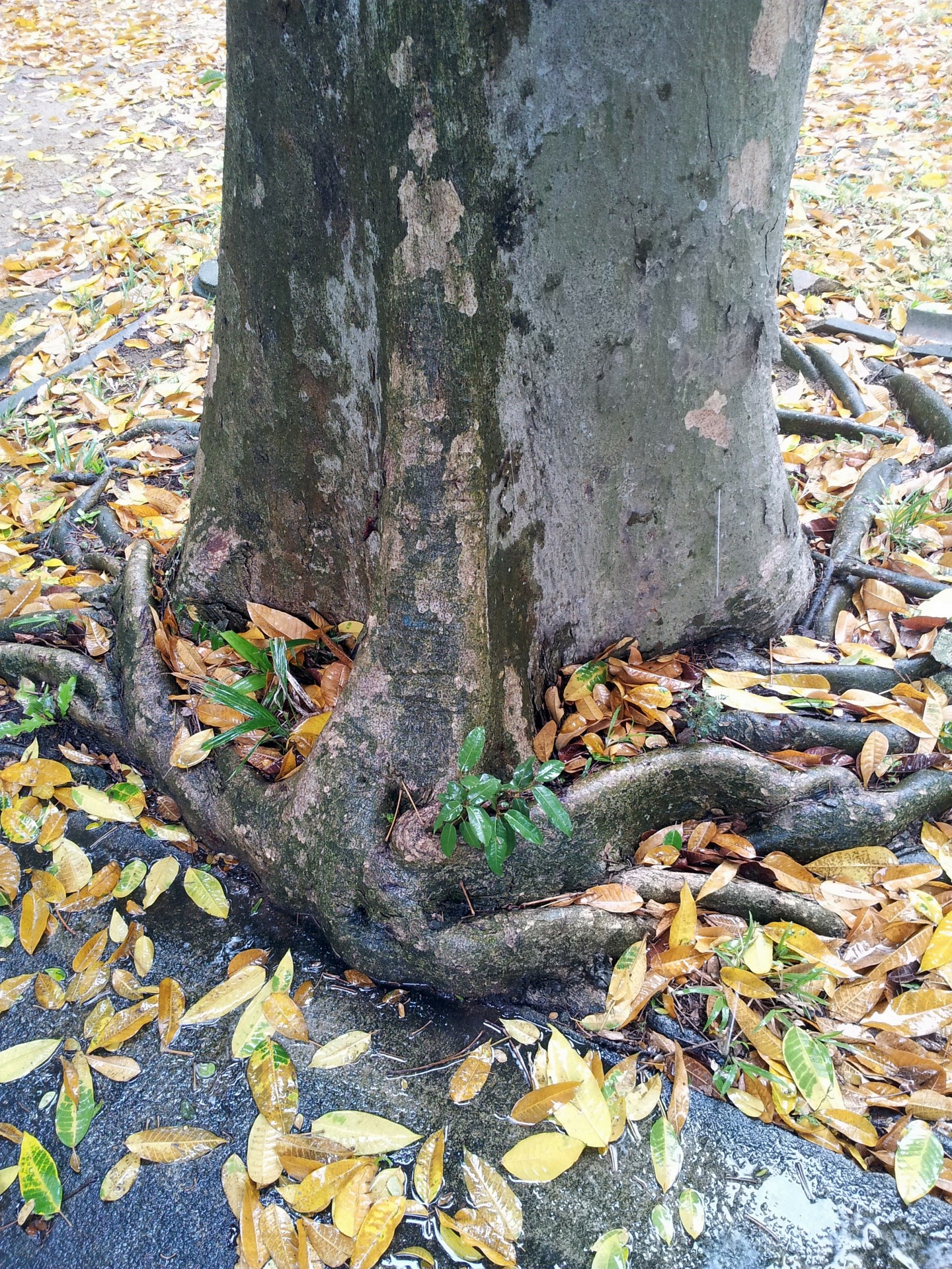 tropical tree root free photo