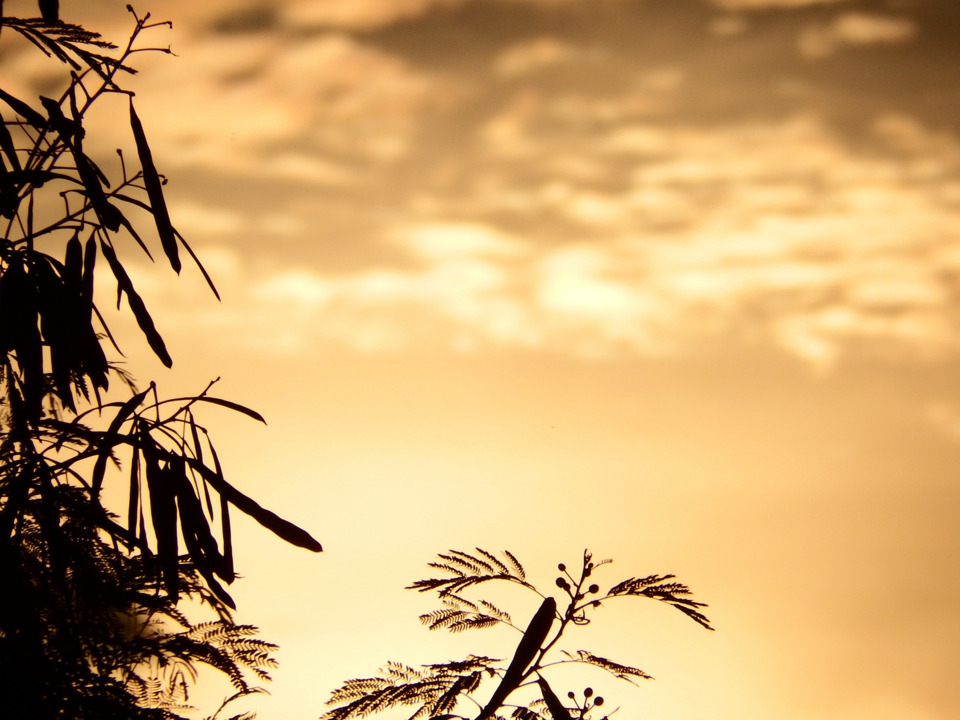 silhouette sunset golden free photo