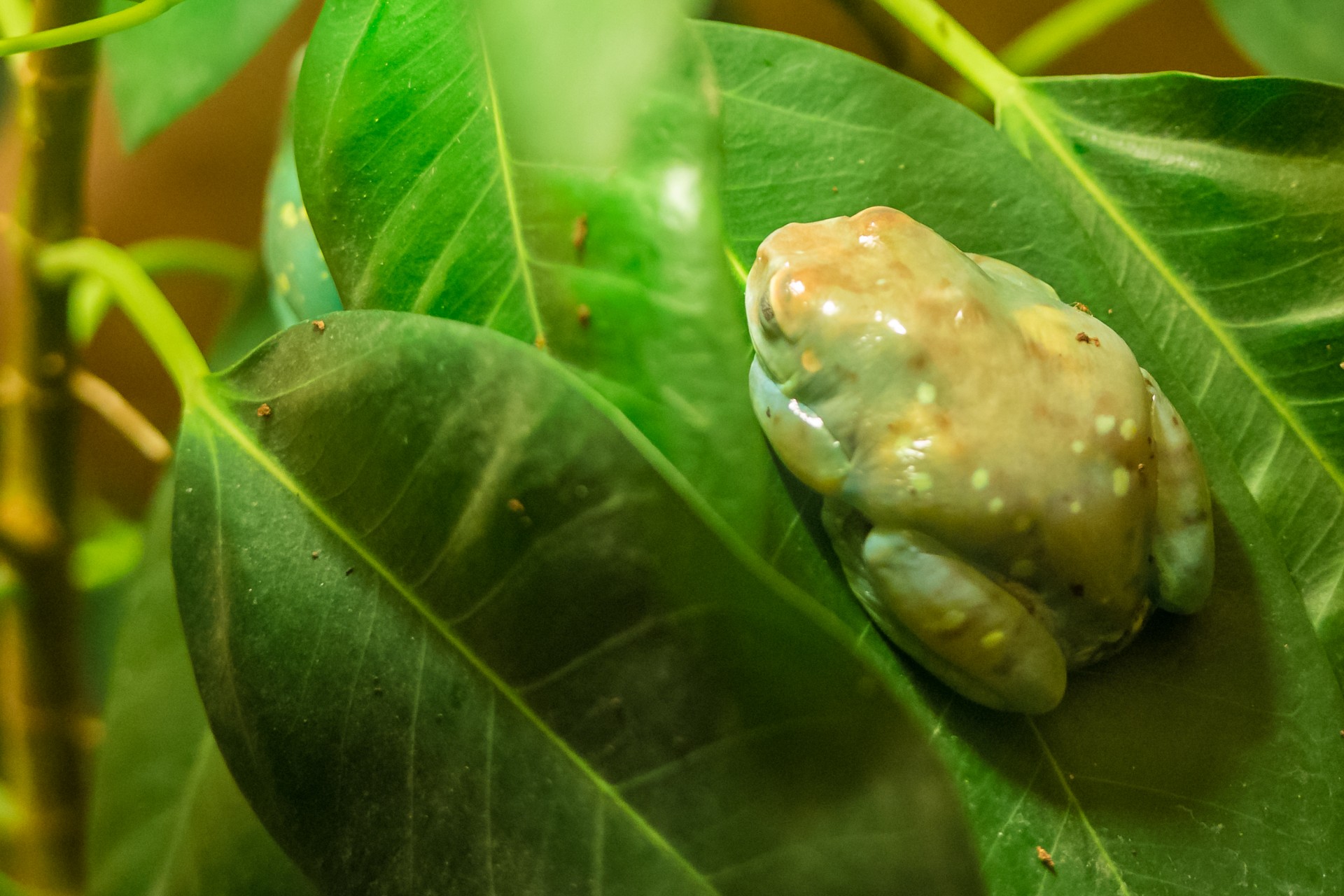 frog green amphibian tropics jumper free photo