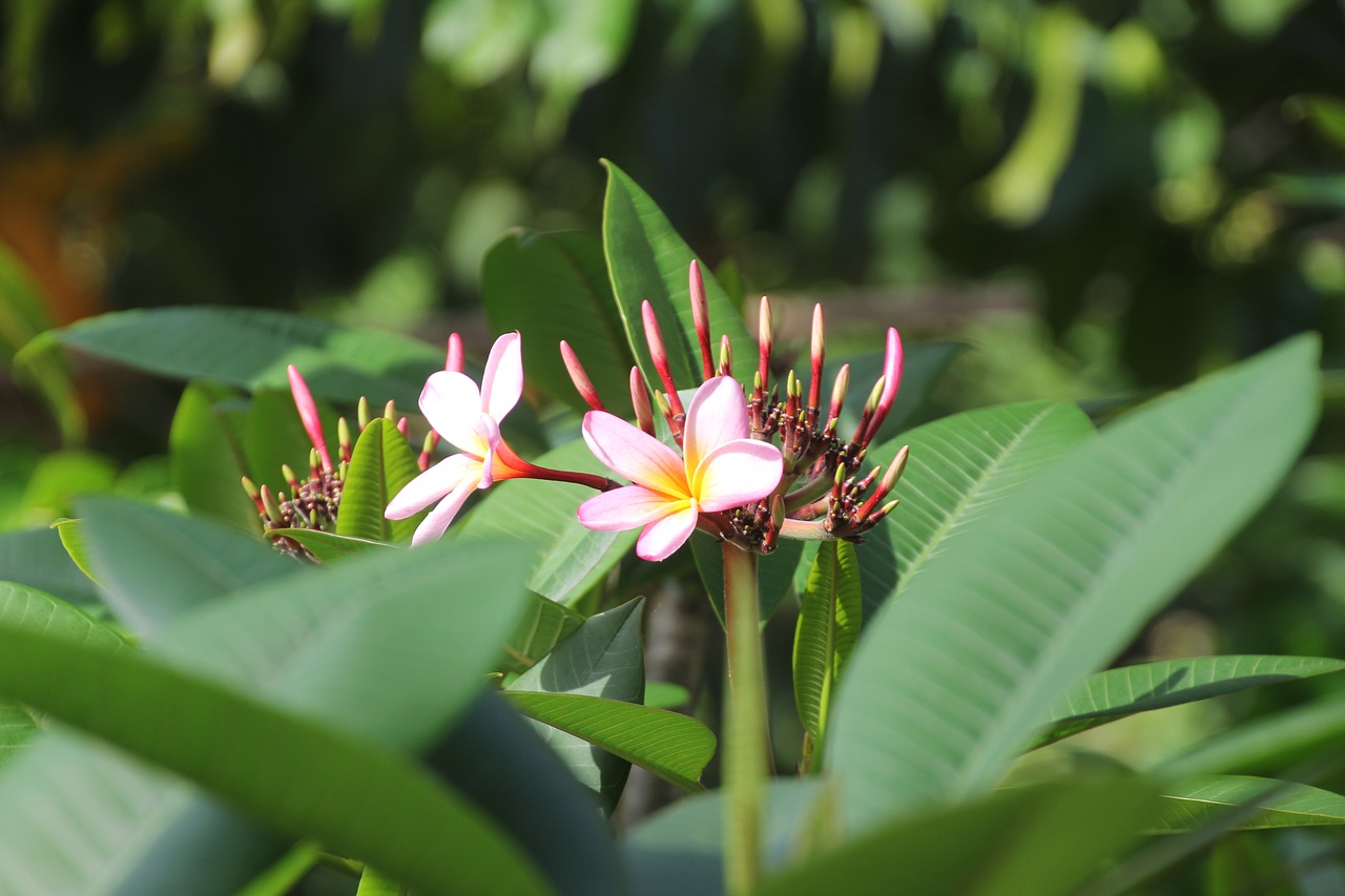 tropics flower blossom free photo