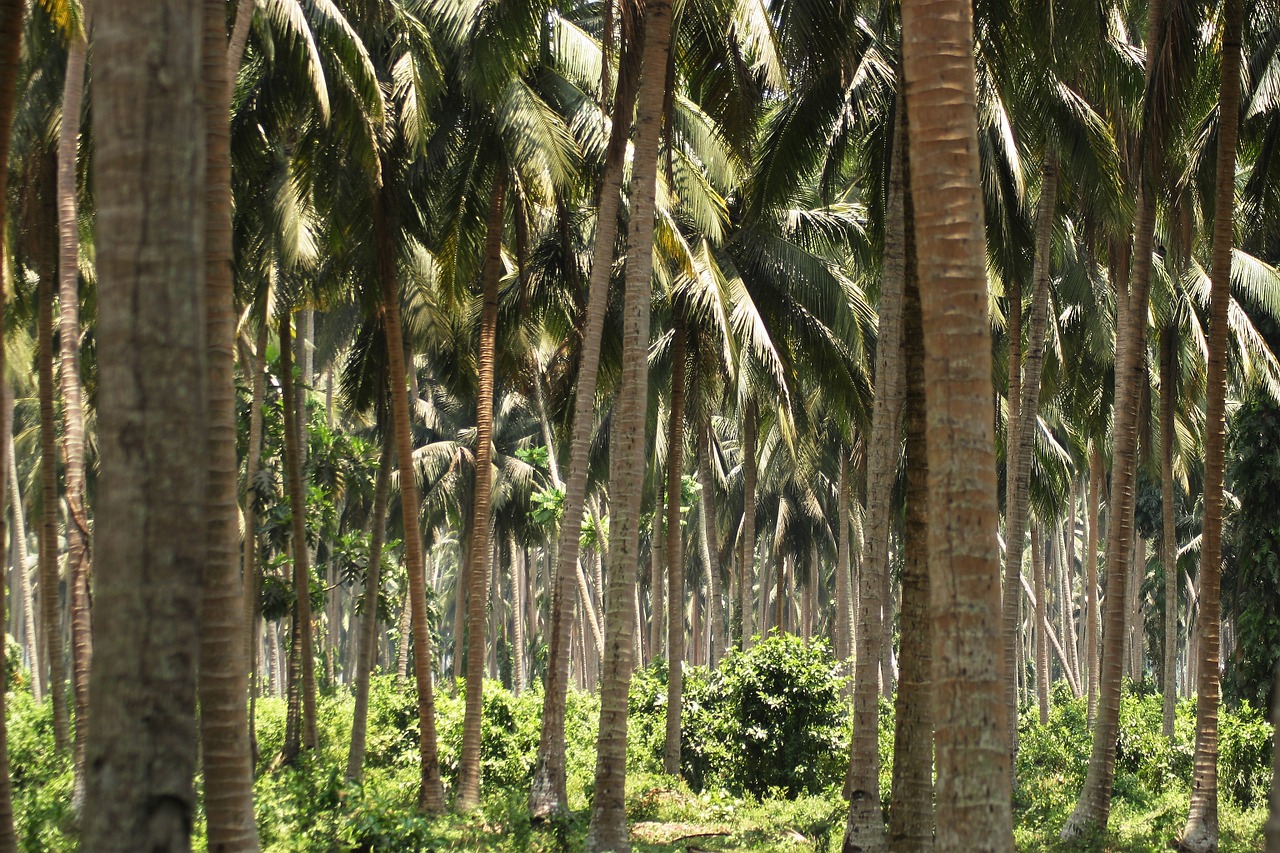 tropics nature palm trees free photo