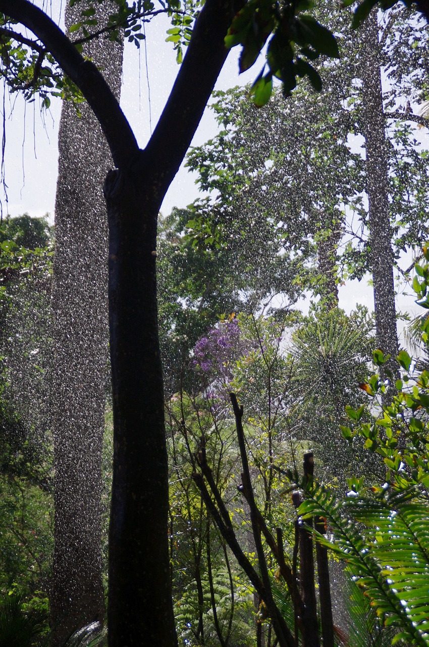 tropics rainforest rain free photo