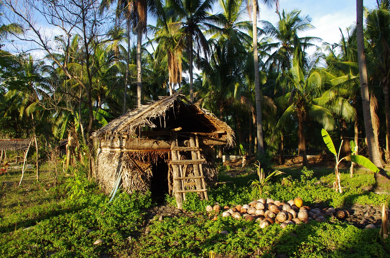 tropics  hut  coconuts free photo