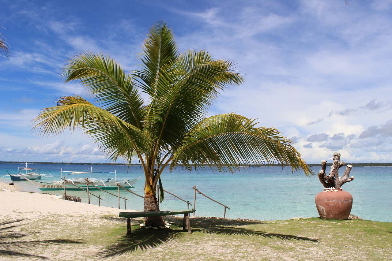 tropics palm tree tropical free photo