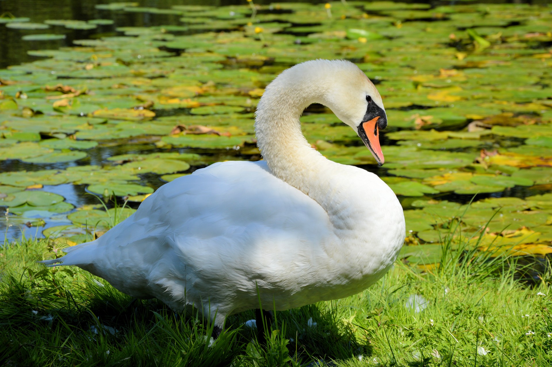swan swans water bird free photo