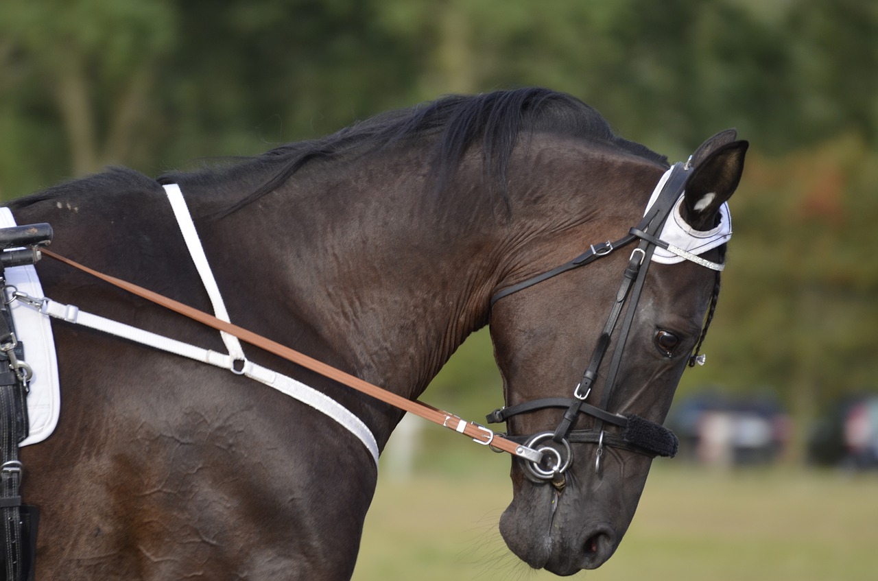 trotting  sport  horse free photo