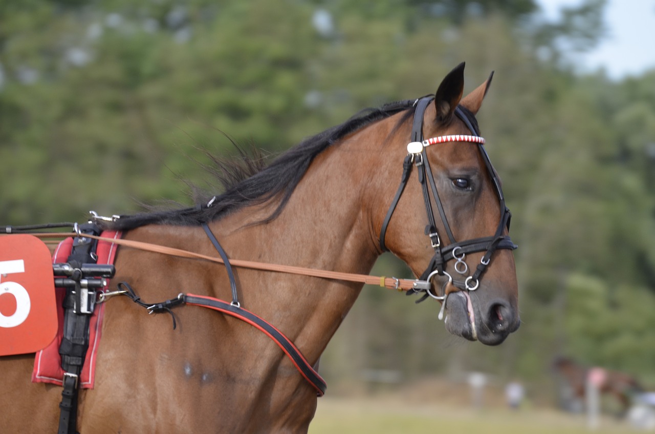 trotting  sport  horse free photo