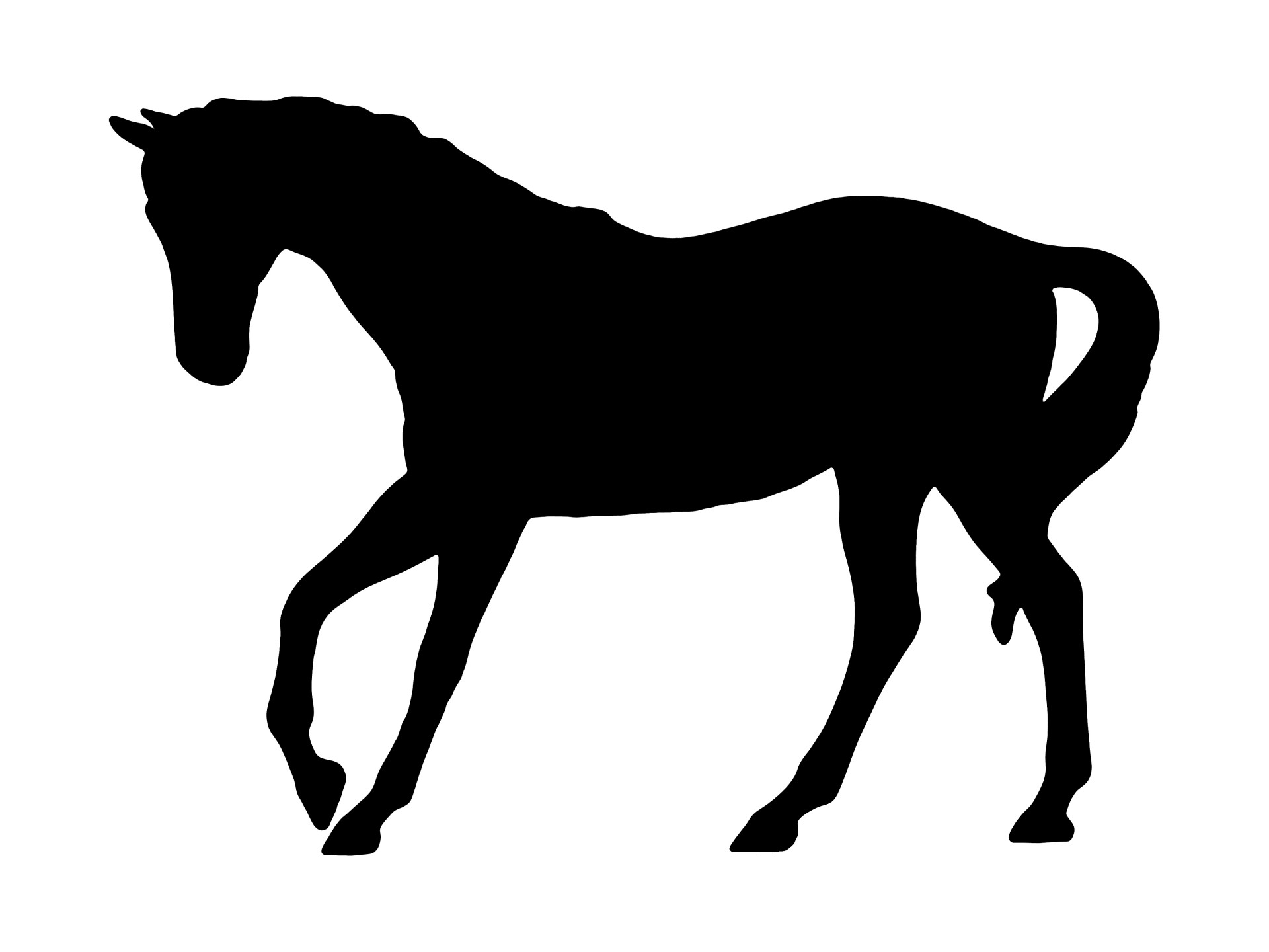 horse black outline free photo