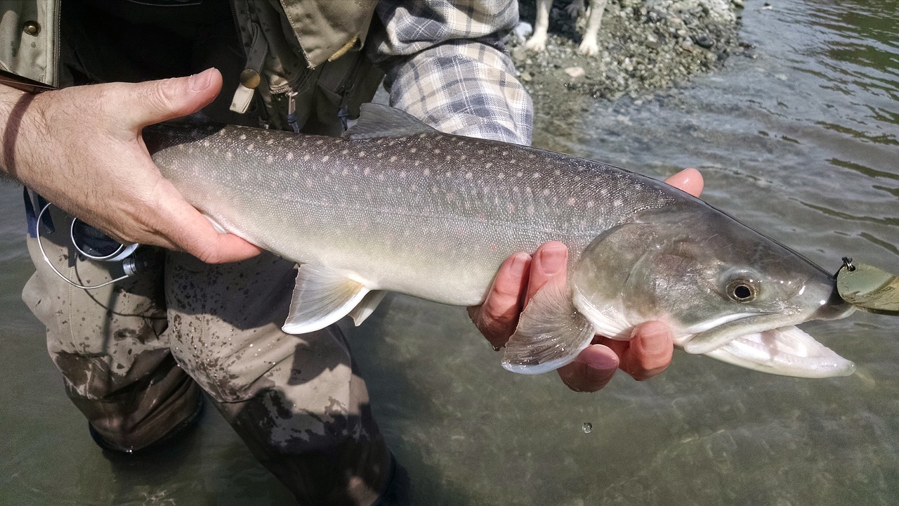 trout fish angling free photo