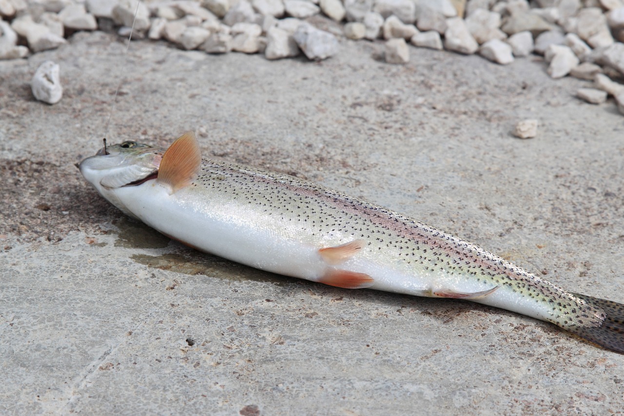 trout fishing hook free photo