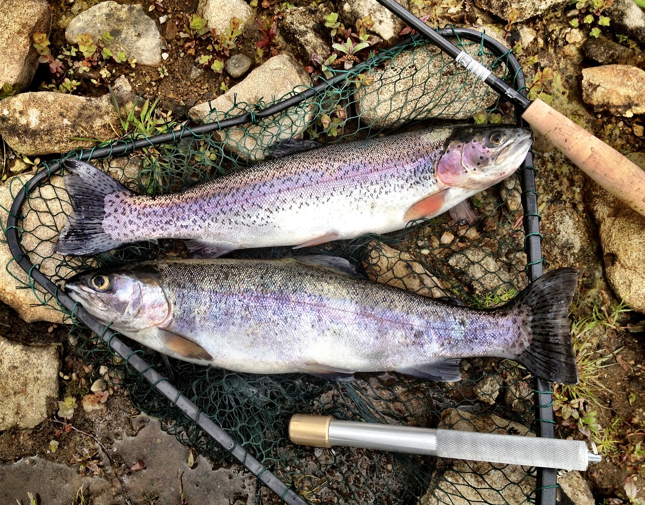 trout rainbow fish free photo
