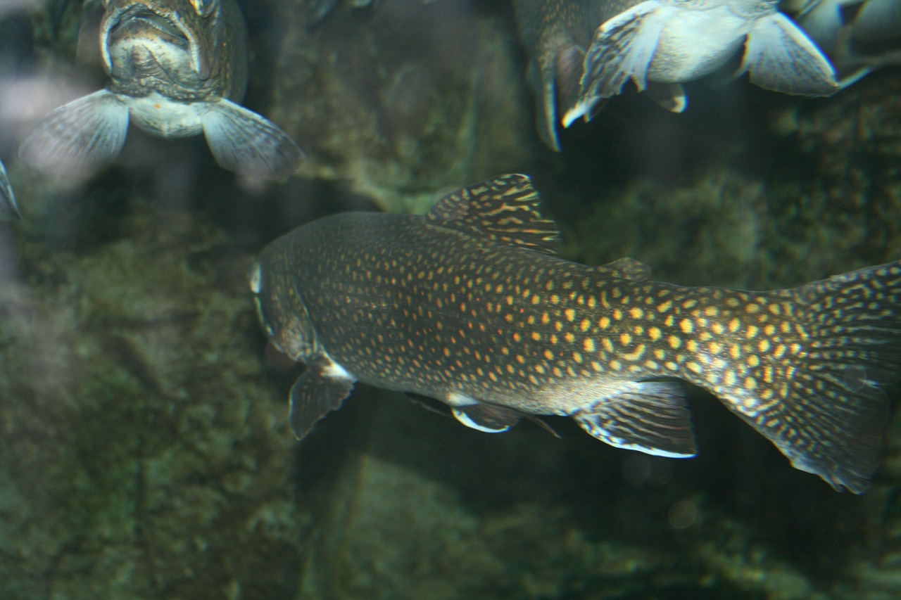 trout fish aquarium free photo