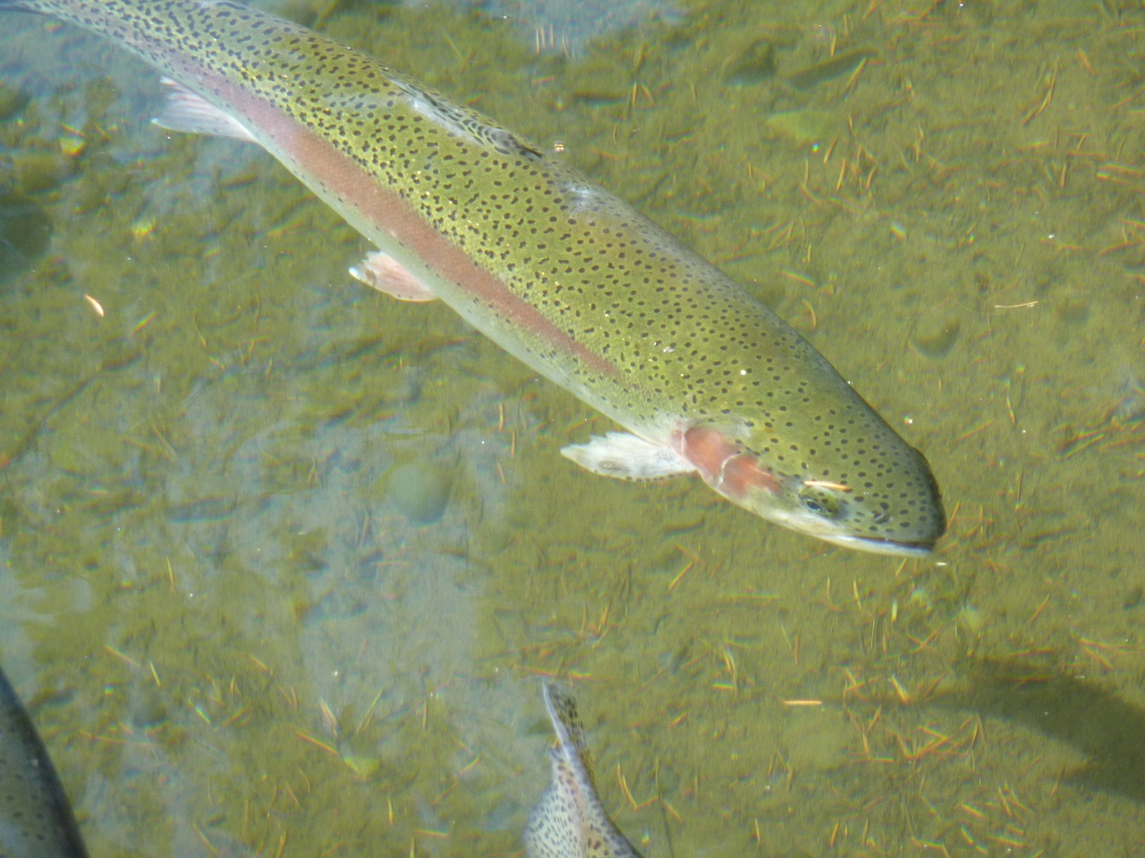 trout fish rainbow trout free photo