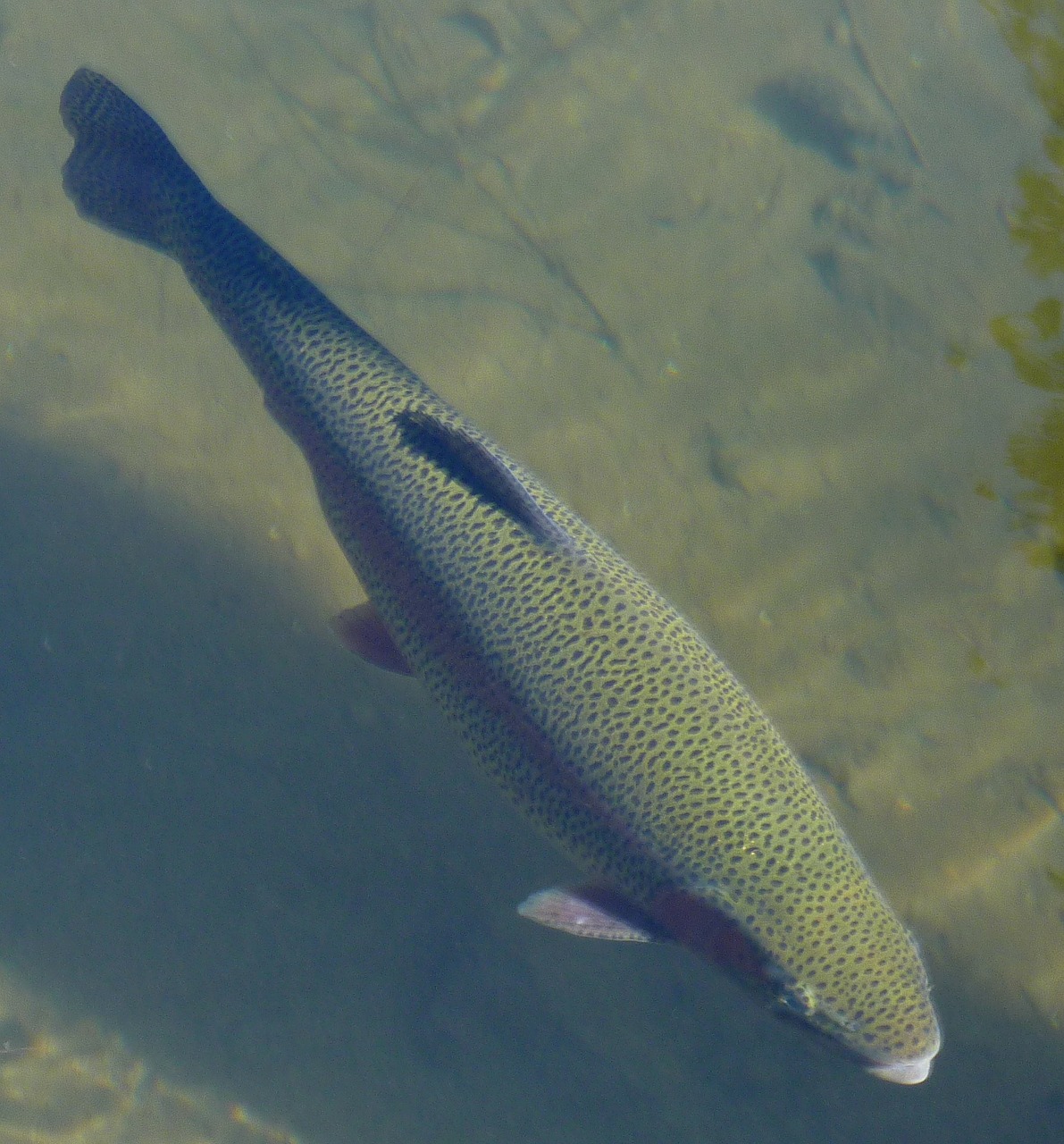 trout rainbow trout fish free photo