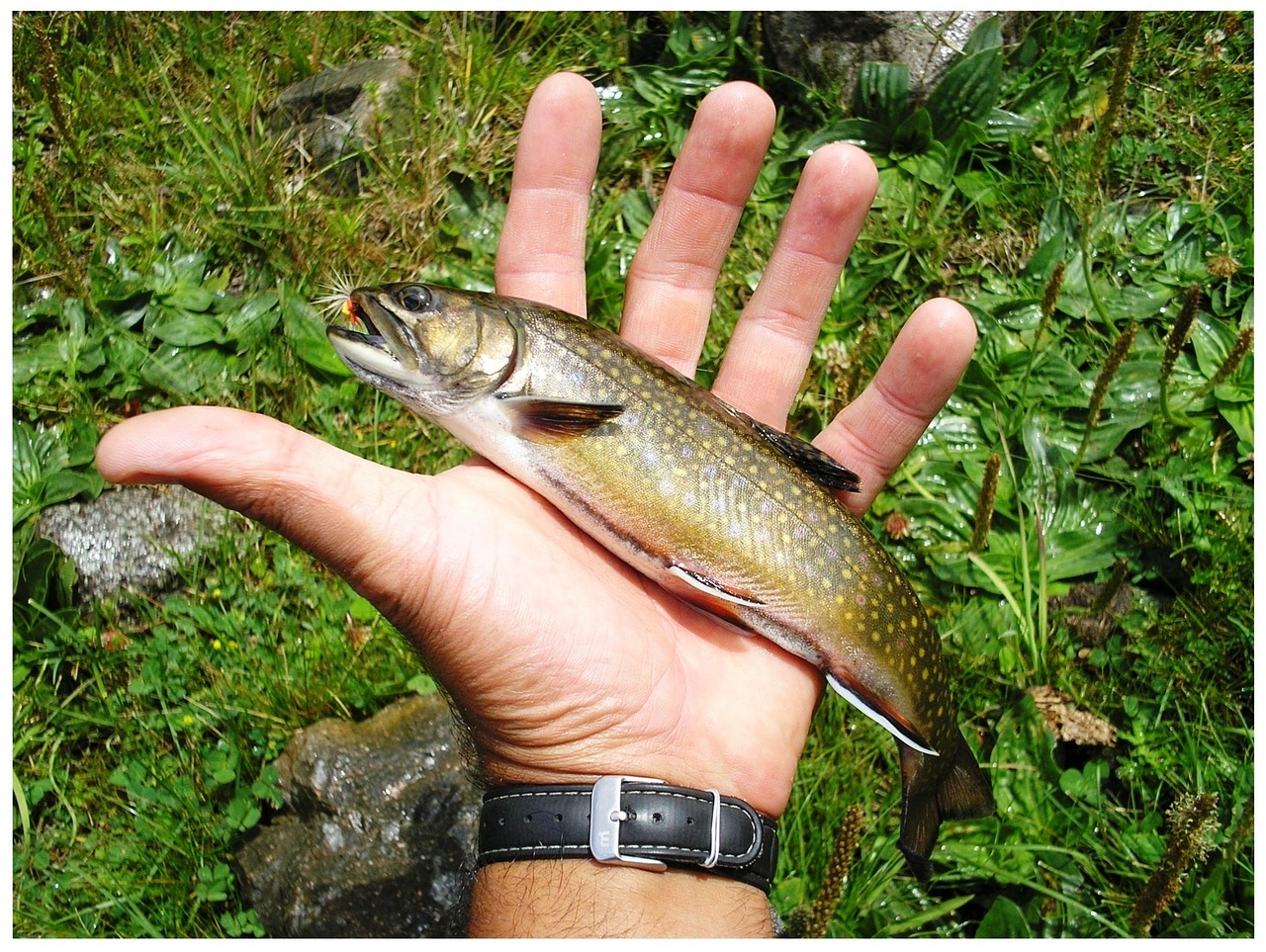 trout fishing free pictures free photo