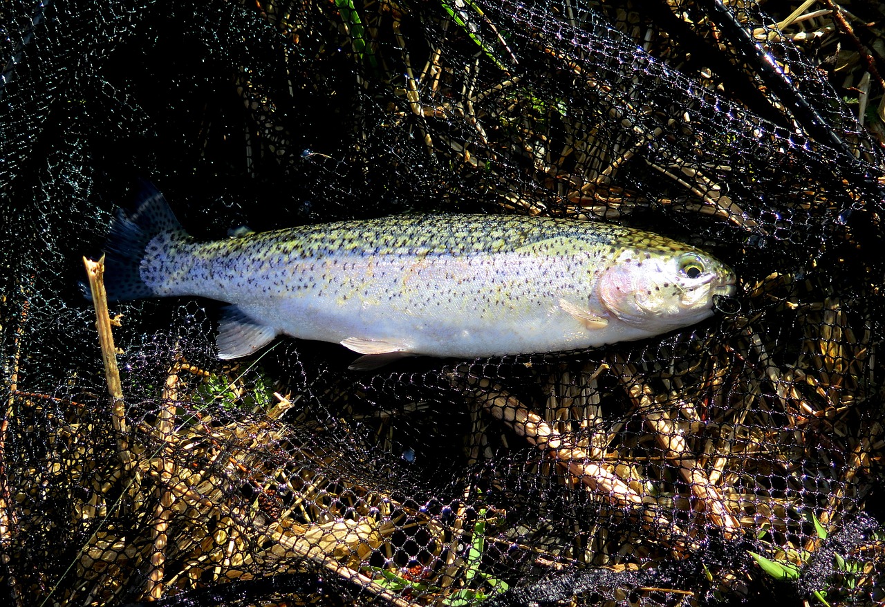 trout fish landing net free photo