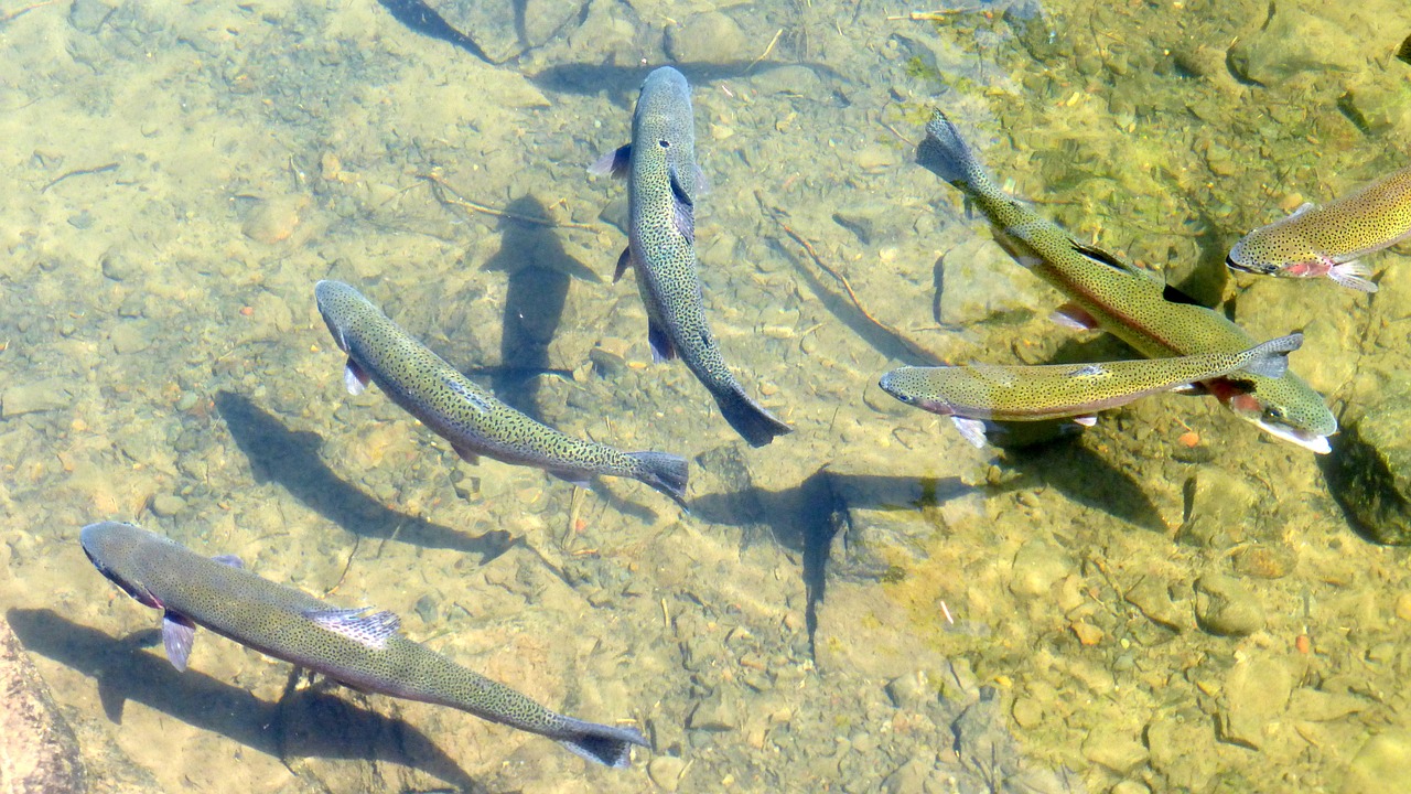 trout fish fishing free photo