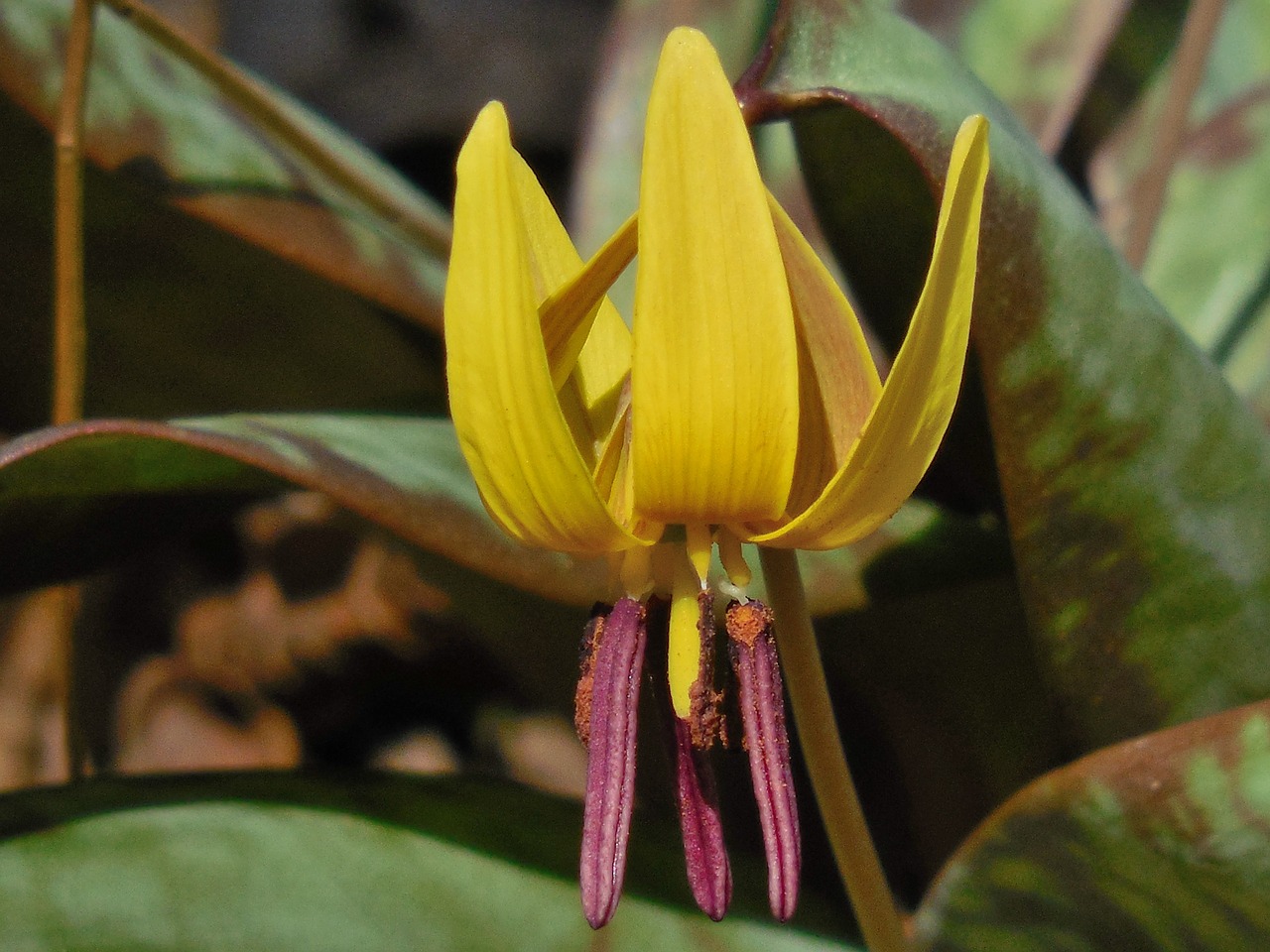 trout lily lily nature free photo