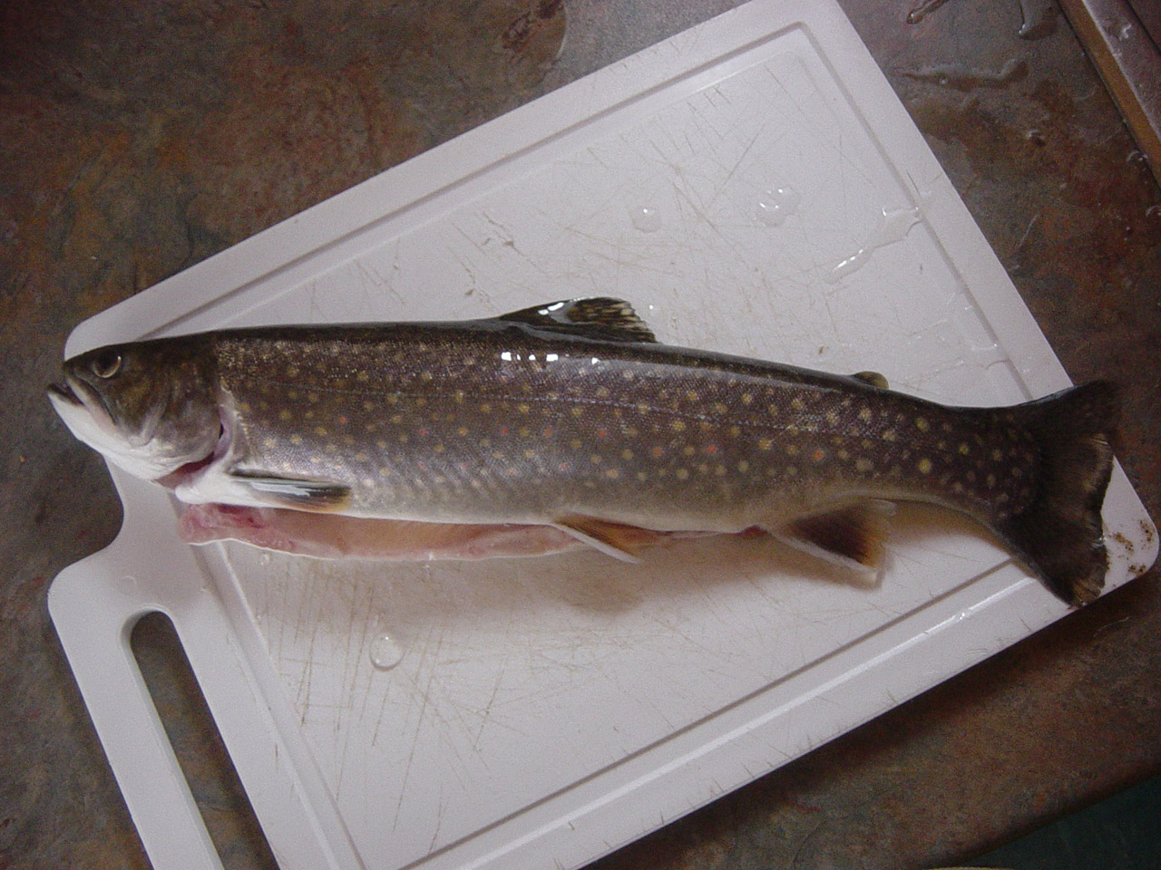 trout fish fishing free photo