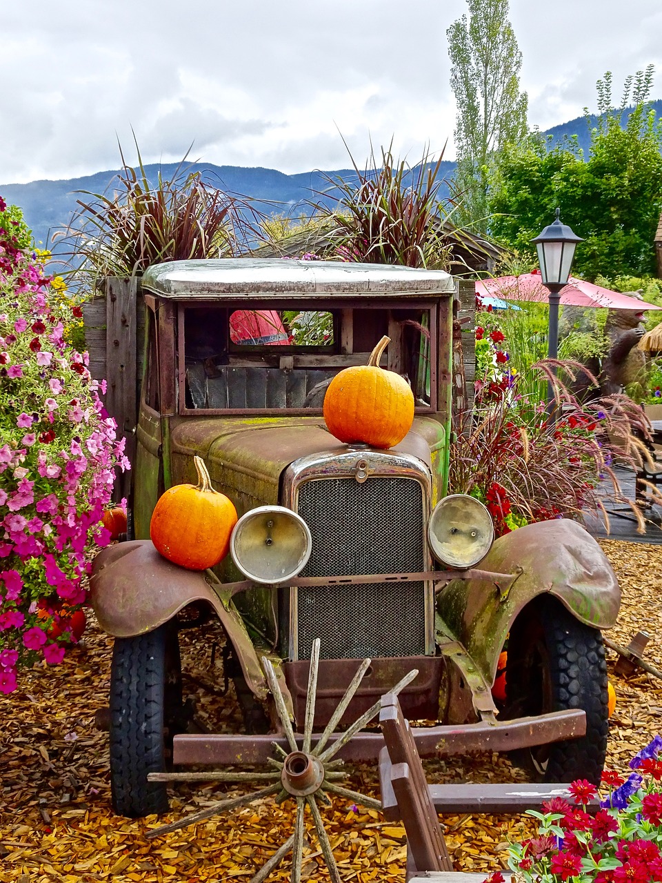truck pumpkins flowers free photo