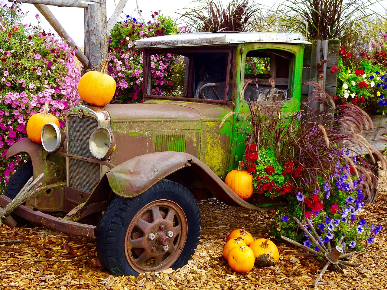 truck pumpkins flowers free photo