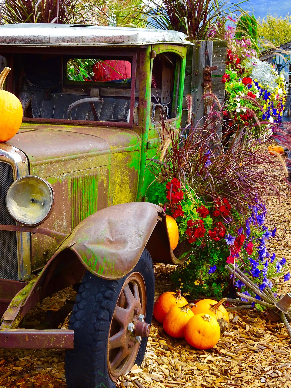 truck pumpkins flowers free photo