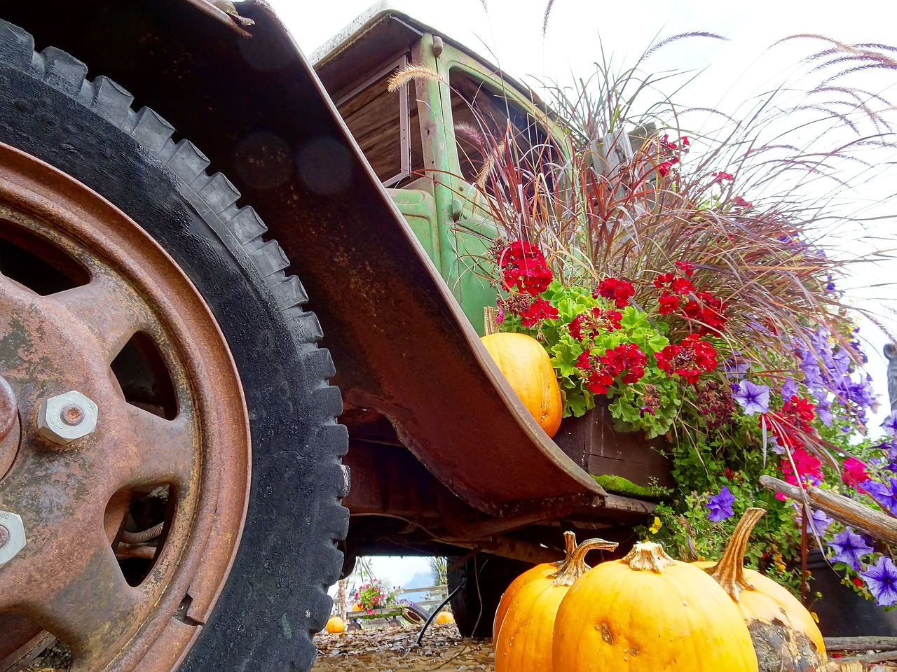 truck pumpkins flowers free photo