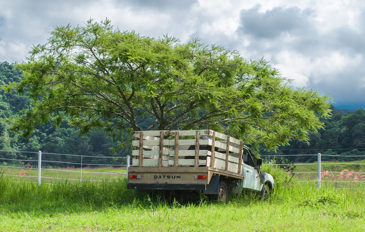 truck tree landscape free photo