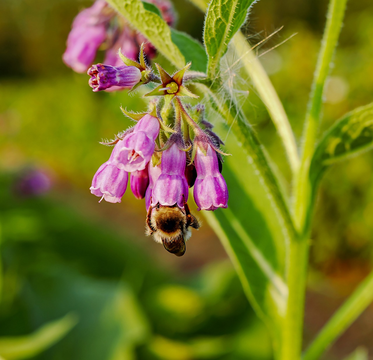 true comfrey  common comfrey  comfrey free photo