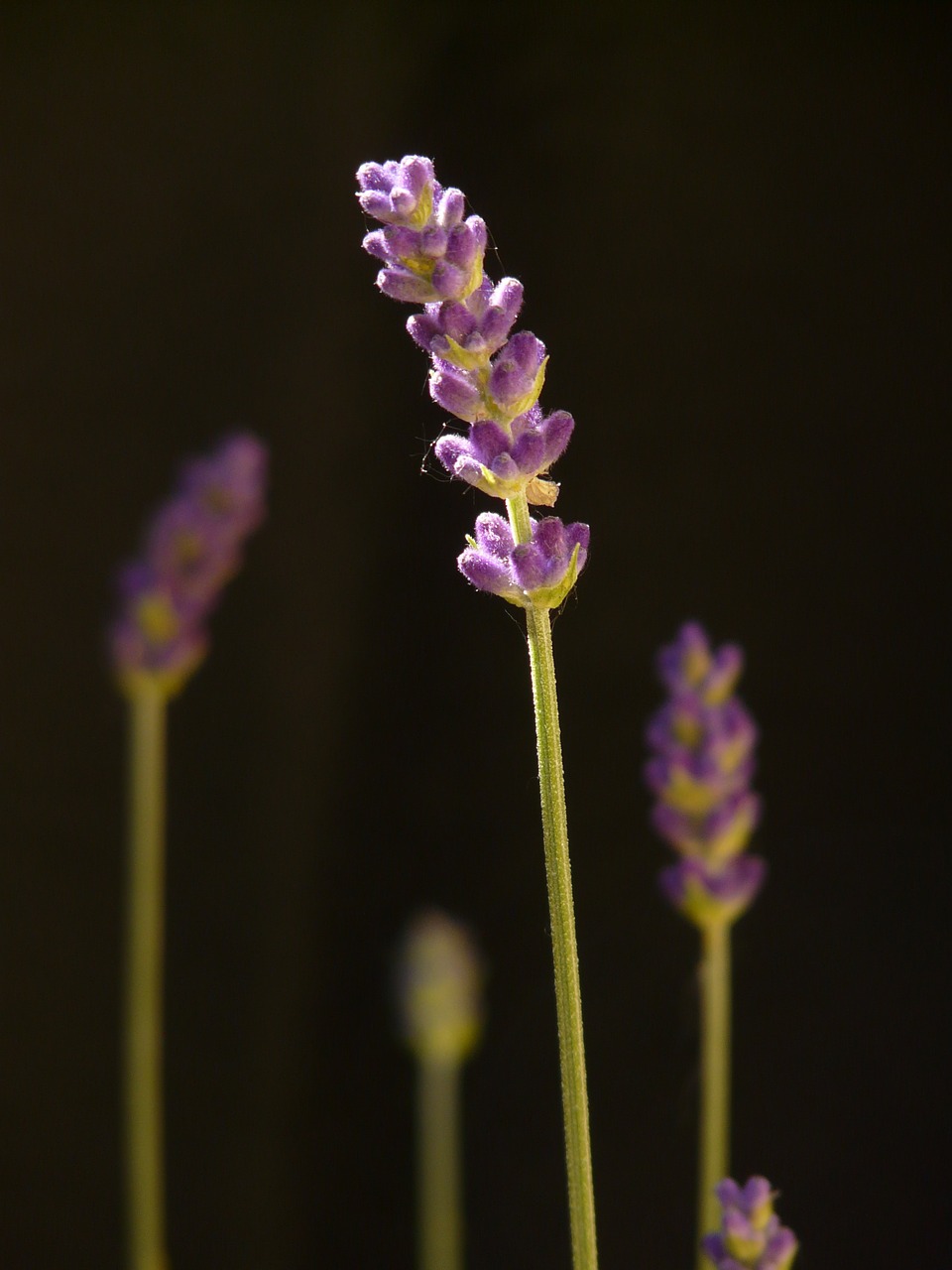 true lavender lavender lavender blossom free photo