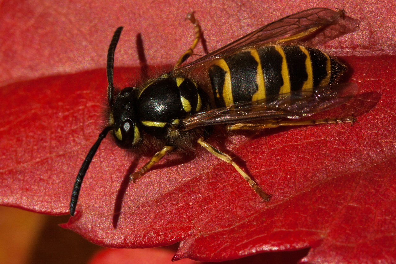 true wasp vespinae subfamily of vespidae stubs free photo