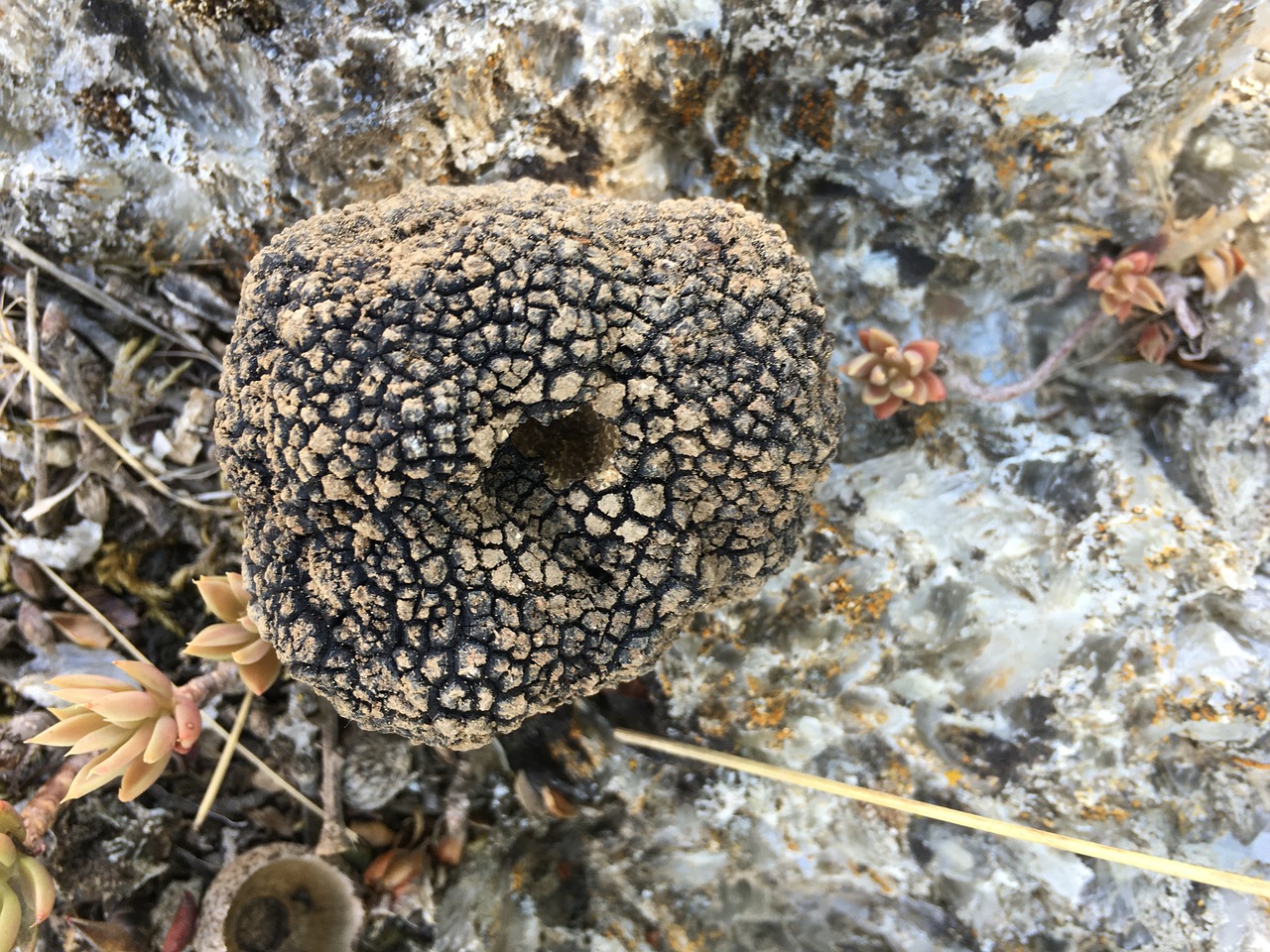 truffle nature stone free photo